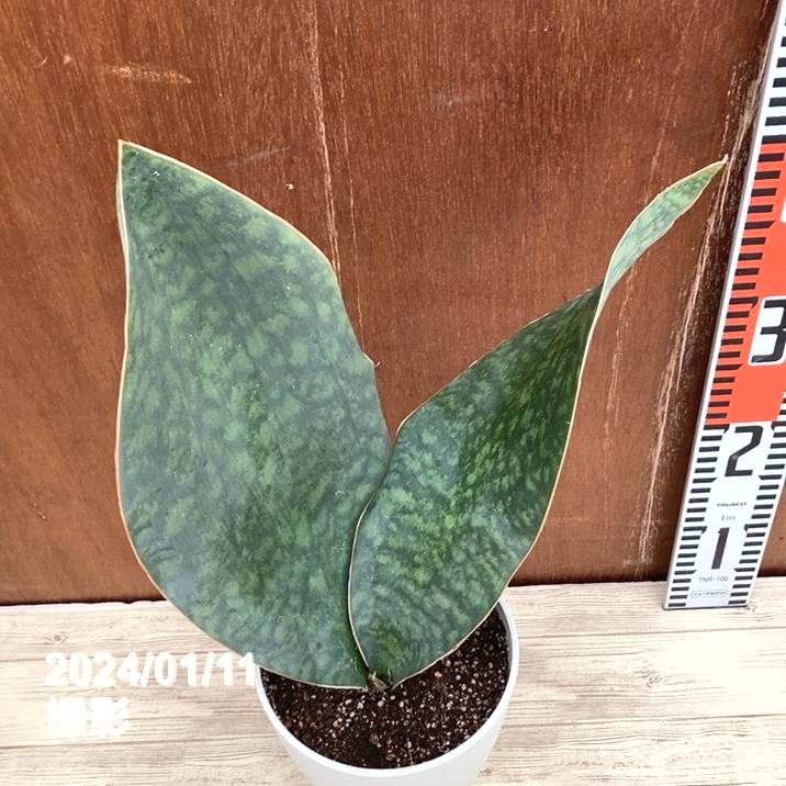 サンセベリア マッソニアーナ 斑入り | いかれ植物屋