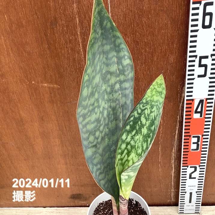 期間限定10％OFF！】サンスベリア 5号 マッソニアナ（2枚葉）白プラ鉢