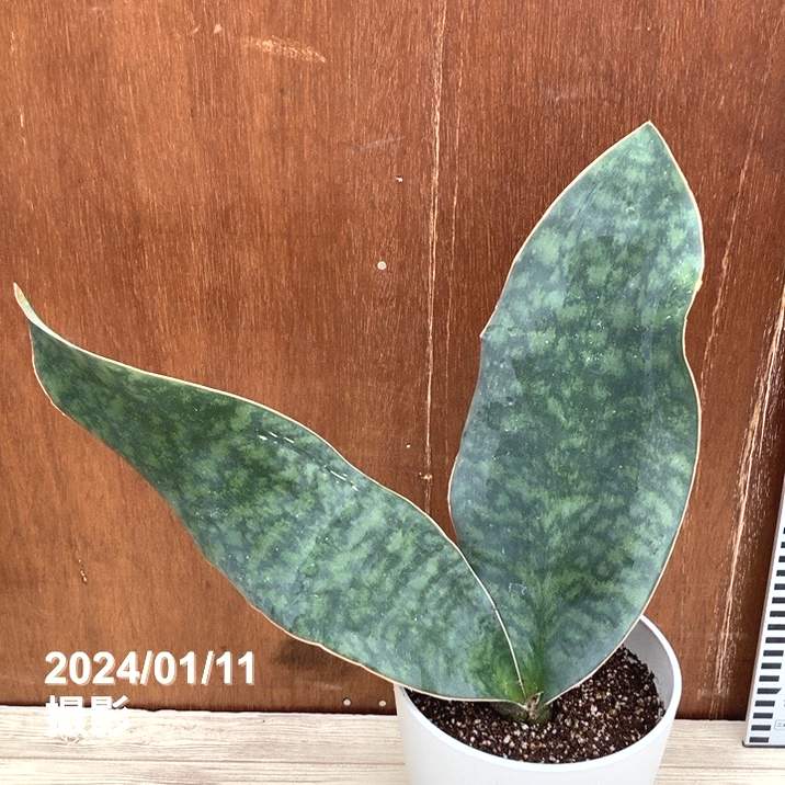 期間限定10％OFF！】サンスベリア 5号 マッソニアナ（2枚葉）白プラ鉢