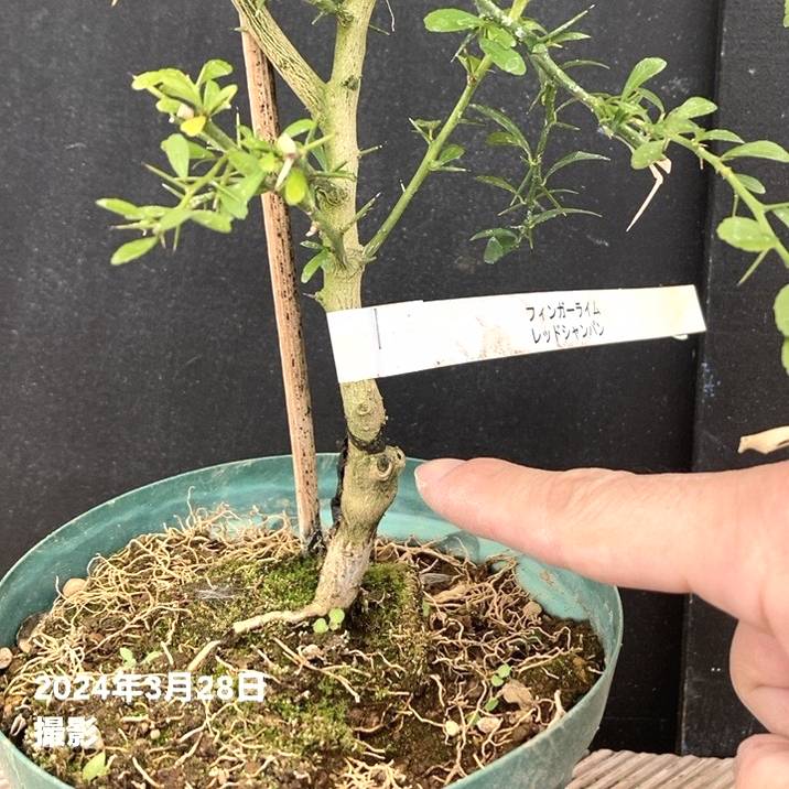 フィンガーライム 5号ロングスリット鉢 レッドシャンパン｜柑橘｜果樹