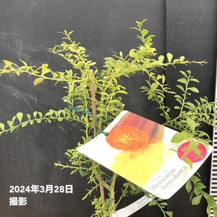 2年生　フィンガーライム接木苗／レッドシャンパン　樹高90cm 8号鉢 フィンガーライムの苗 レッドシャンパン【果樹の苗木 18cmポット大苗 2