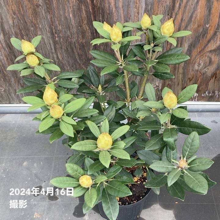 つぼみなし＞西洋シャクナゲ 7号 ハイドンハンター｜花木10-TU | 花木