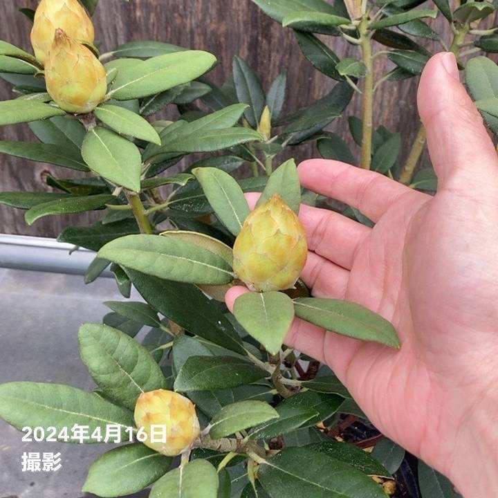 つぼみなし＞西洋シャクナゲ 7号 ハイドンハンター｜花木10-TU | 花木