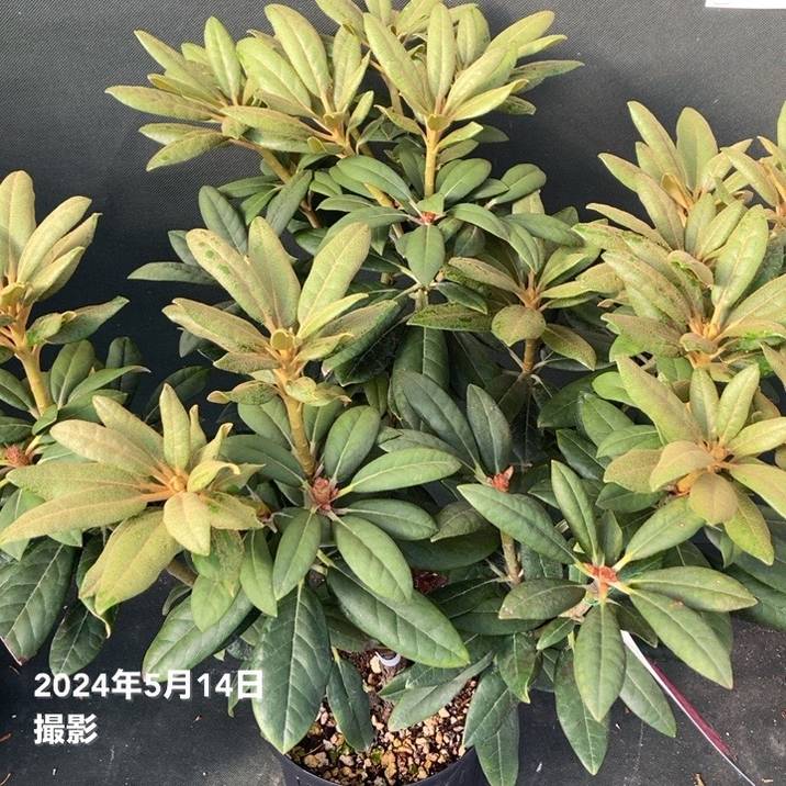 つぼみなし＞西洋シャクナゲ 7号 ハイドンハンター｜花木10-TU | 花木