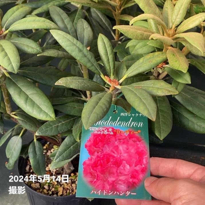 古備前　小振りな花生け　古箱付き　R17-1 つぼみなし＞西洋シャクナゲ 7号 ハイドンハンター｜花木10-TU | 花木