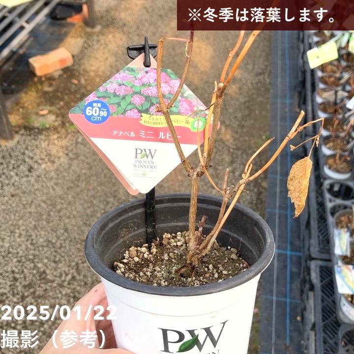 BKシードレス PVP種無し葡萄苗木 Amazon.co.jp: 北山ナーセリー 種なしブドウ苗木 BKシードレス