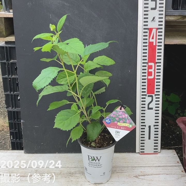 アビウ鉢植え　特大１１０センチ　26-5 レア Amazon.co.jp: 母の日ギフト ハイビスカス アドニスイエロー 鉢植え 5