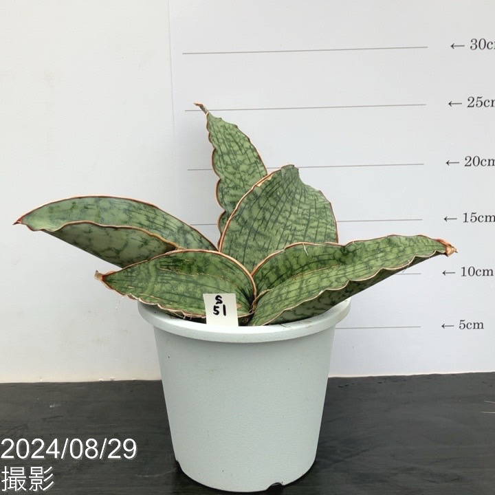 サンセベリア様専用 Bigme B751C 【公式通販】