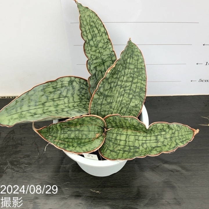 現品お届け】サンスベリア 5号 シルバーブルー 白プラ鉢仕様（S51