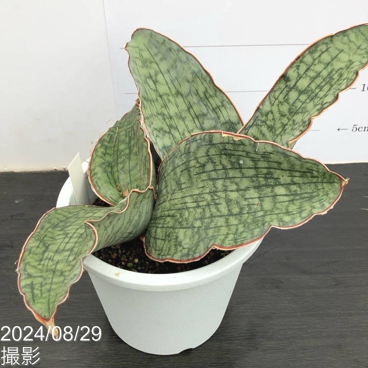 現品お届け】サンスベリア 5号 シルバーブルー 白プラ鉢仕様（S51