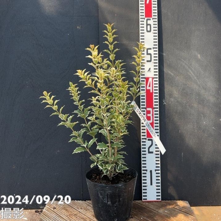 シマヒイラギ 縞柊 5号｜花木04-PA | 花木・庭木 | 赤塚植物園