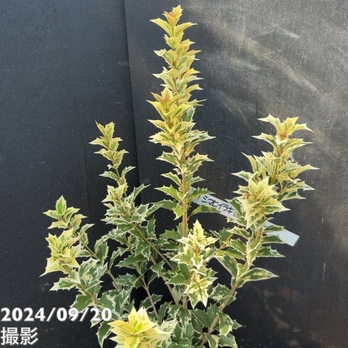 ひいらぎ ページ シマヒイラギ 縞柊 5号｜花木04-PA | 花木・庭木 | 赤塚植物園