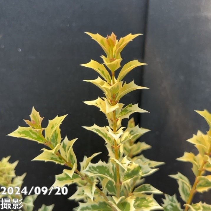 シマヒイラギ 縞柊 5号｜花木04-PA | 花木・庭木 | 赤塚植物園