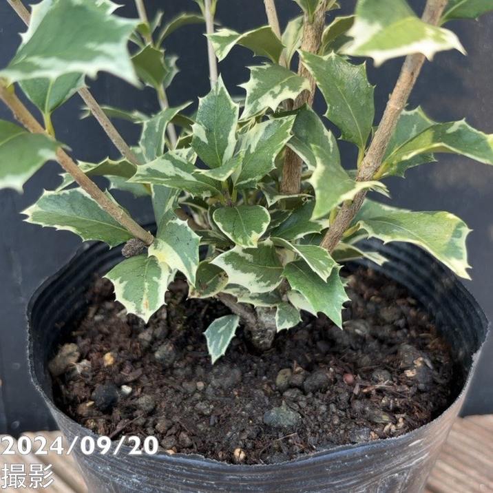 シマヒイラギ 縞柊 5号｜花木04-PA | 花木・庭木 | 赤塚植物園