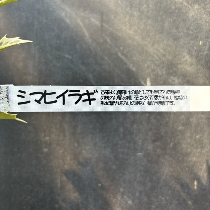 シマヒイラギ 縞柊 5号｜花木04-PA | 花木・庭木 | 赤塚植物園