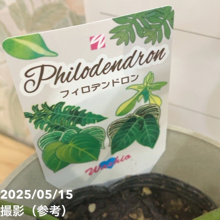 フィロデンドロン フロリダゴーストミント 4号｜観葉04-PA | 観葉