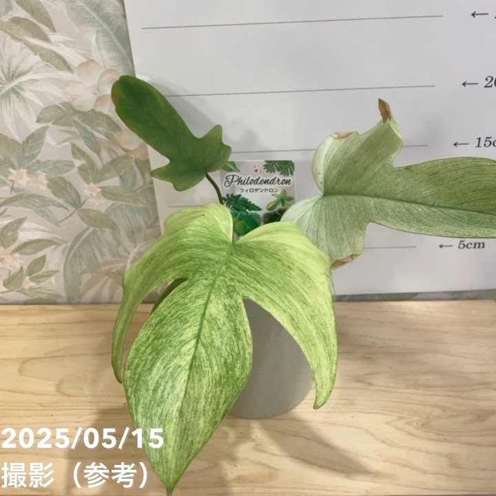 フィロデンドロン　フロリダゴーストミント　d フィロデンドロン・フロリダゴーストミント 3.5号 - 植物と