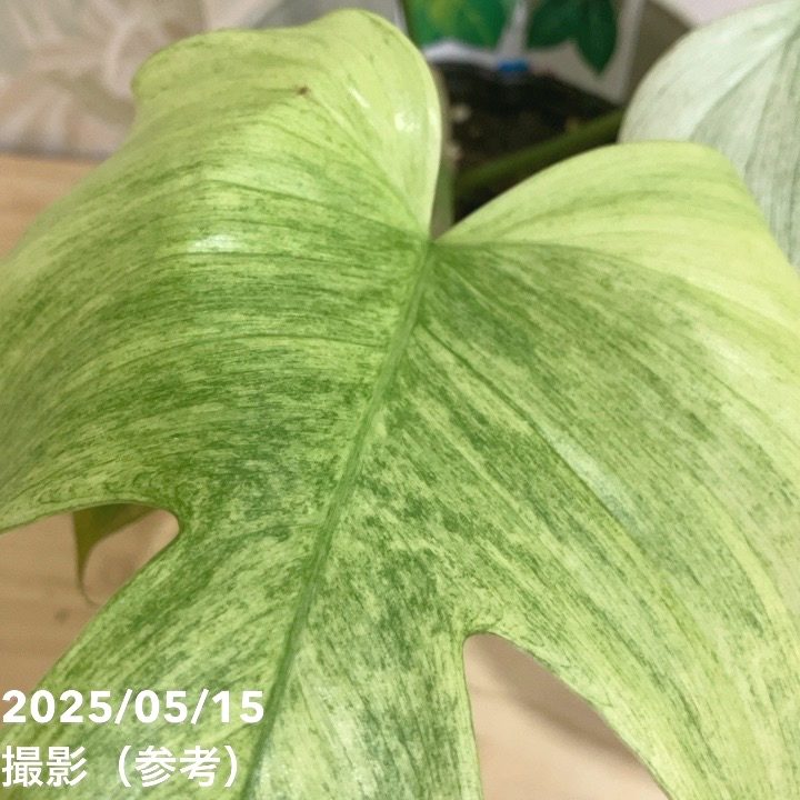 フィロデンドロン　フロリダゴーストミント　b フィロデンドロン・フロリダゴーストミント 3.5号 - 植物と