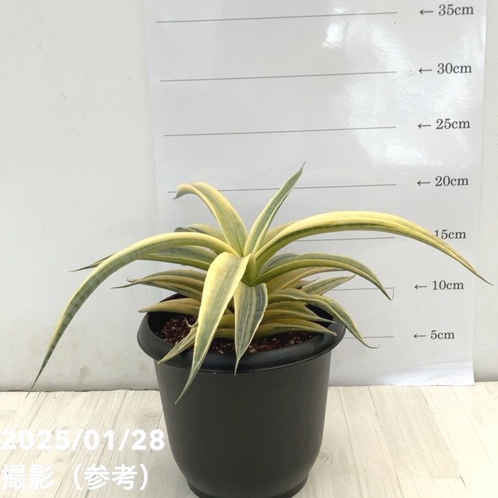 サンセベリア　サイアム　ゴールド サンセベリア：サイアムゴールド 3.5号ポット の通販 | 園芸ネット
