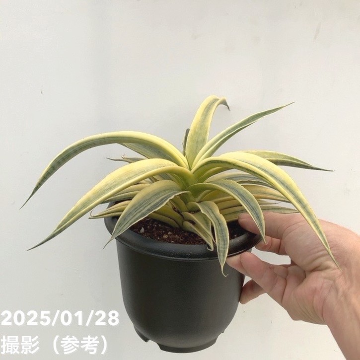 期間限定10％OFF！】サンスベリア 5号 サイアムゴールド｜観葉02-D2