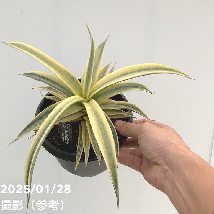 サンセベリア　サイアム　ゴールド サンセベリア：サイアムゴールド 3.5号ポット の通販 | 園芸ネット