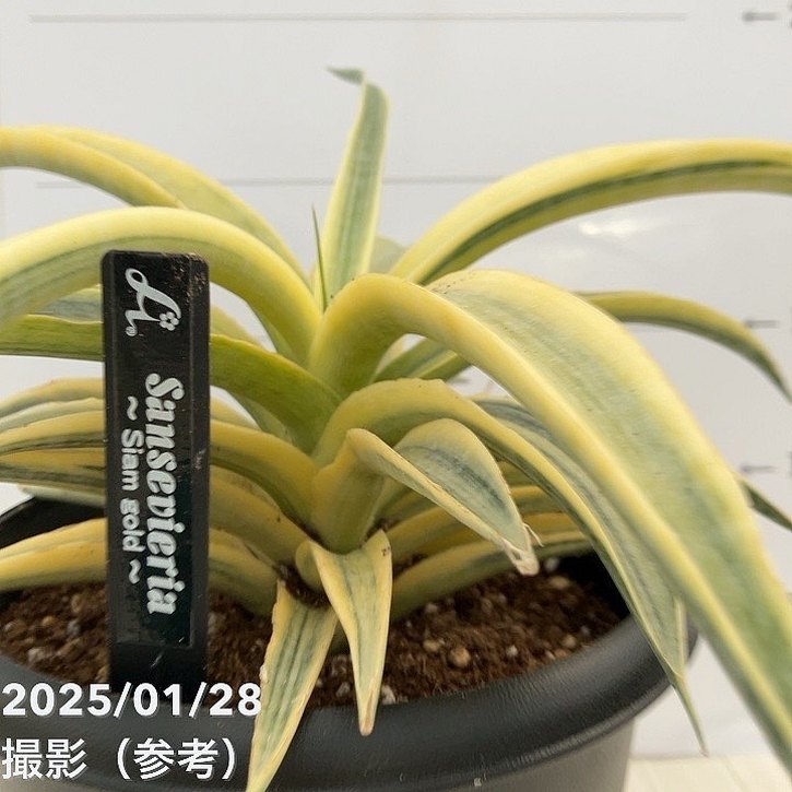 サンスベリア 5号 サイアムゴールド｜観葉02-D2 | 観葉・多肉