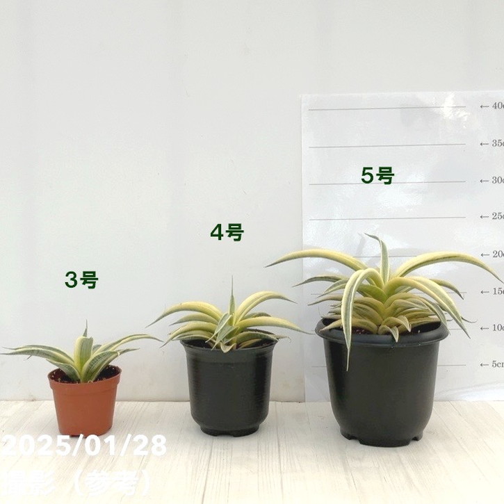 サンスベリア　サイアムパール　ハーフムーン サンスベリア サイアムパール ハーフムーン