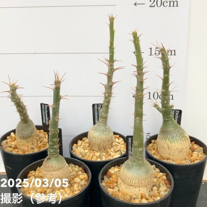 パキポディウムセット2 カクチ デンシ サキュレンタム ロスラツム エブレネウム パキポジウム サキュレンタム 2.5号｜観葉10-TU | 観葉・多肉