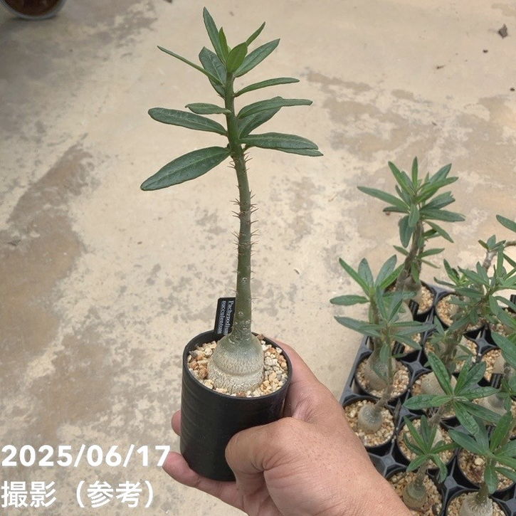 パキポディウムセット2 カクチ デンシ サキュレンタム ロスラツム エブレネウム パキポジウム サキュレンタム 2.5号｜観葉10-TU | 観葉・多肉