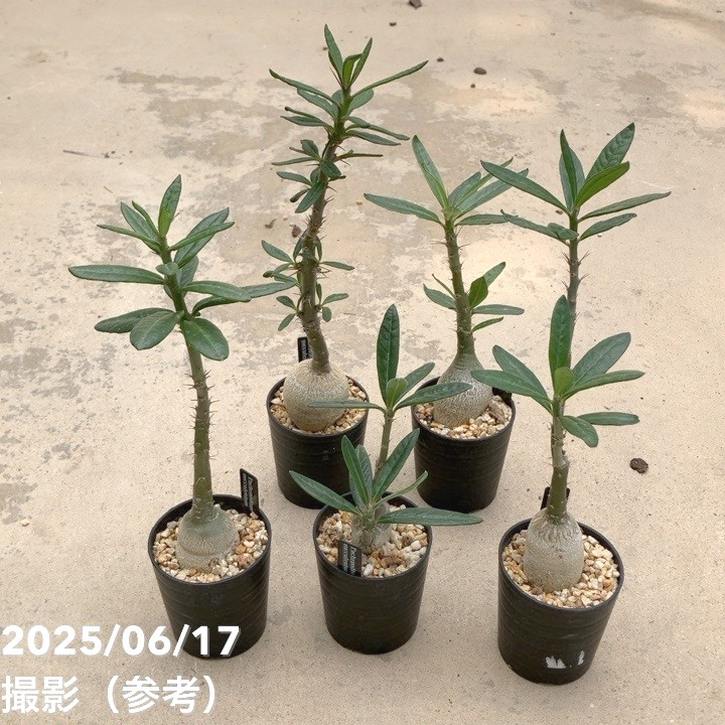 パキポディウムセット2 カクチ デンシ サキュレンタム ロスラツム エブレネウム パキポディウムセット2 カクチ デンシ サキュレンタム