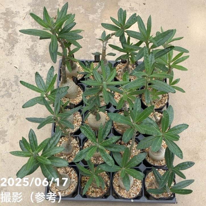 パキポディウムセット2 カクチ デンシ サキュレンタム