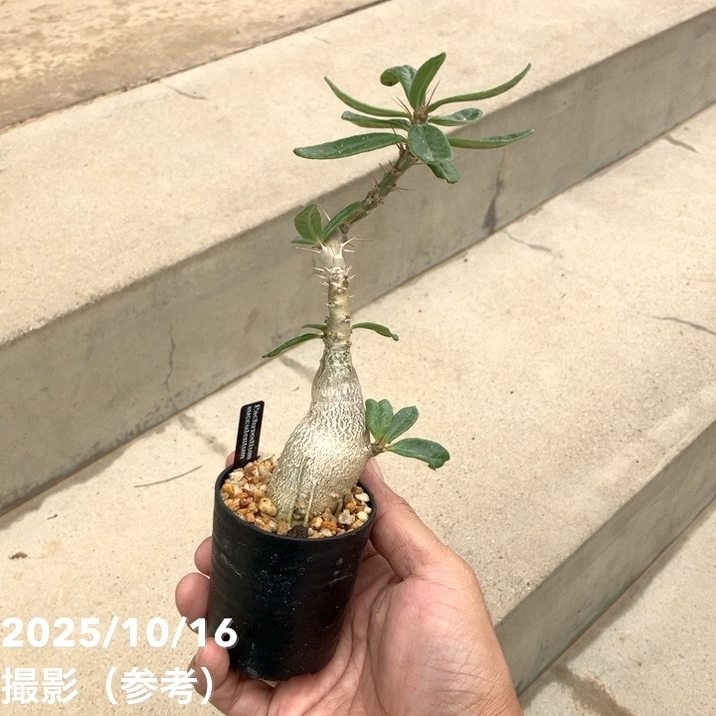 パキポディウムセット1 カクチ デンシ サキュレンタム ロスラツム