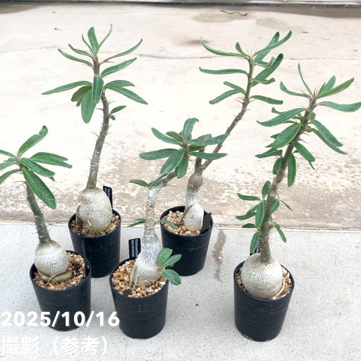 パキポジウム サキュレンタム 2.5号｜観葉10-TU | 観葉・多肉