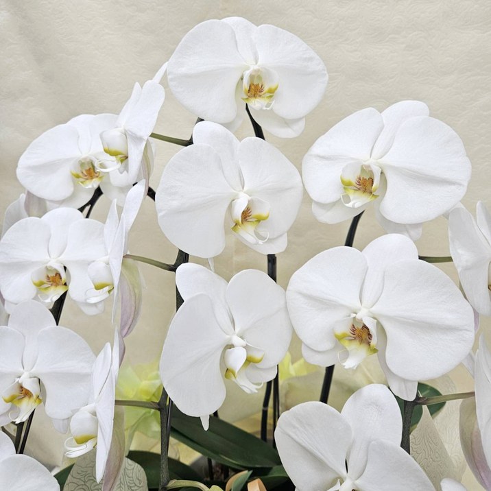 白いファレノプシス（胡蝶蘭）鉢花 胡蝶蘭 コチョウラン 3本立 30輪