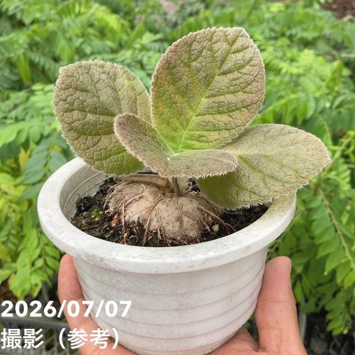 決算P5倍！8/2まで】【お買い得！】シンニンギア アフロディーテ 4号