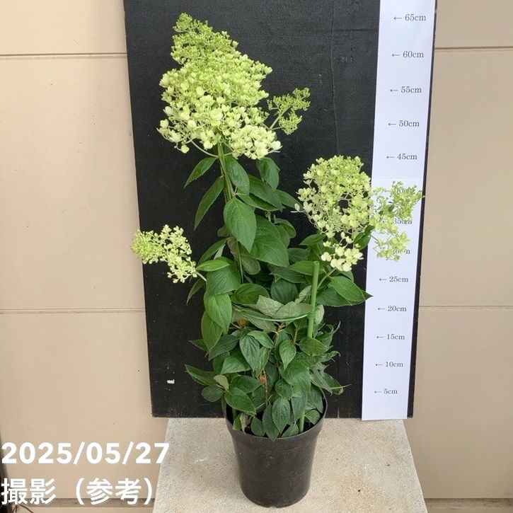 ピラミッドアジサイ みなづき 5号｜花木04-PA | 花木・庭木,アジサイ類