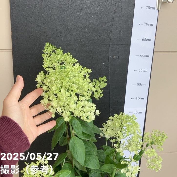 ピラミッドあじさい内容説明ご予約ページ（読む所から） ピラミッドあじさい内容説明ご予約ページ（読む所から） ピラミッド