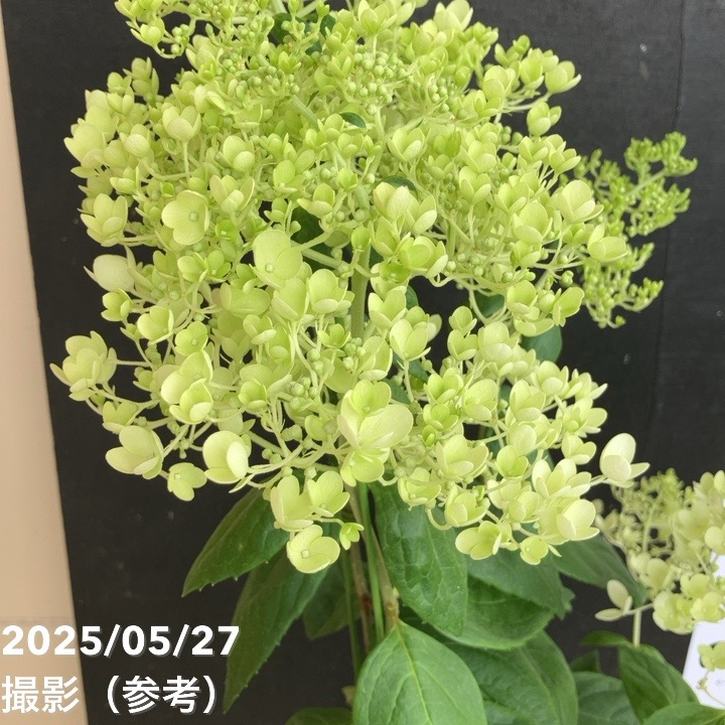 ピラミッドアジサイ みなづき 5号｜花木04-PA | 花木・庭木,アジサイ類