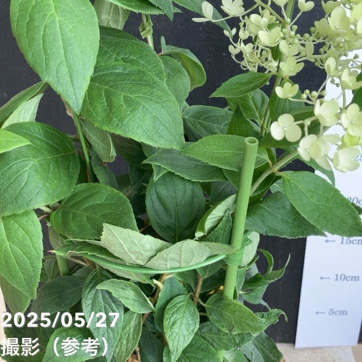 ピラミッドあじさい内容説明ご予約ページ（読む所から） ピラミッドあじさい内容説明ご予約ページ（読む所から） ピラミッド