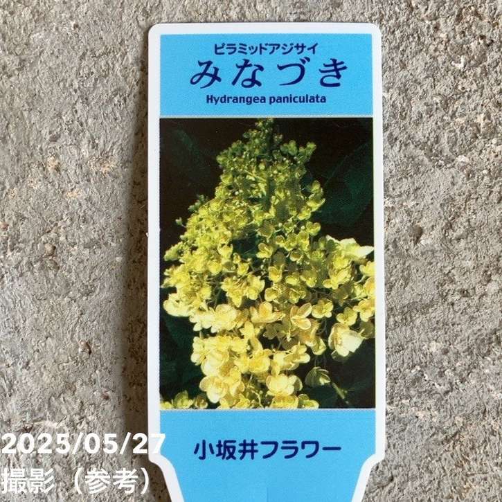 ピラミッドあじさい内容説明ご予約ページ（読む所から） ピラミッドあじさい内容説明ご予約ページ（読む所から） ピラミッド