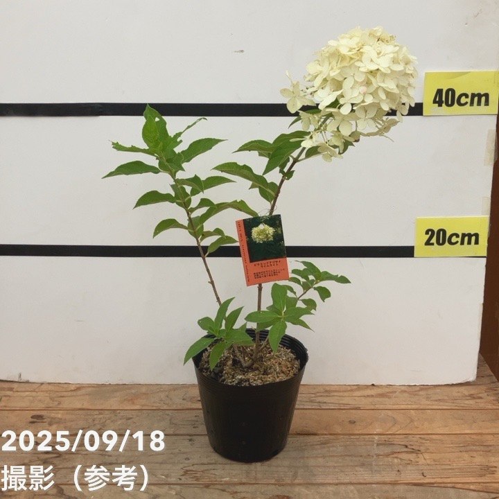 ピラミッドあじさい内容説明ご予約ページ（読む所から） ピラミッドあじさい内容説明ご予約ページ（読む所から）