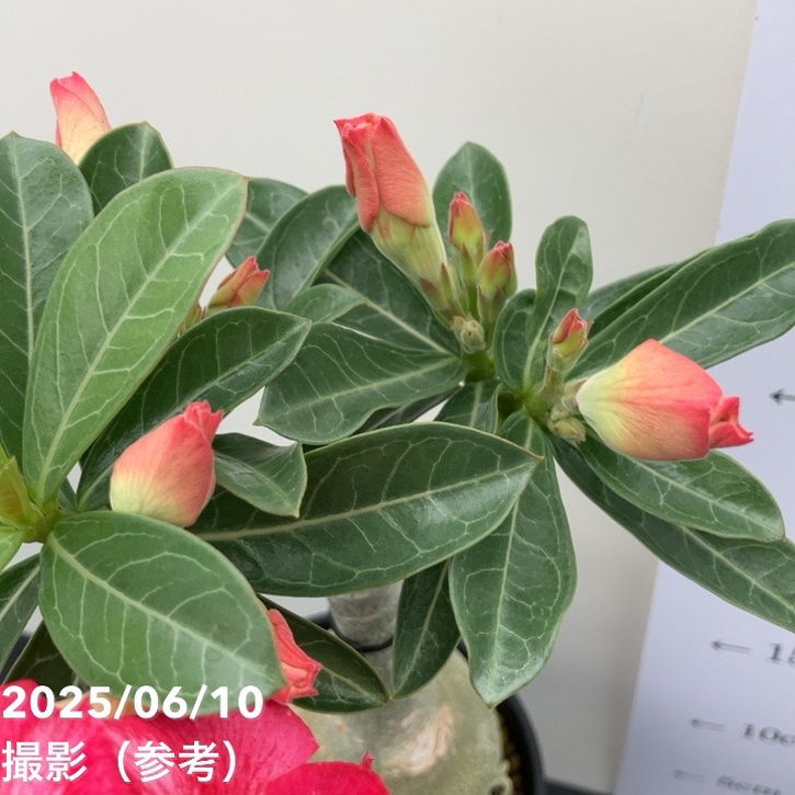 アデニウム オベスム 4号 One Heart（22）｜観葉01-D1 | 観葉・多肉