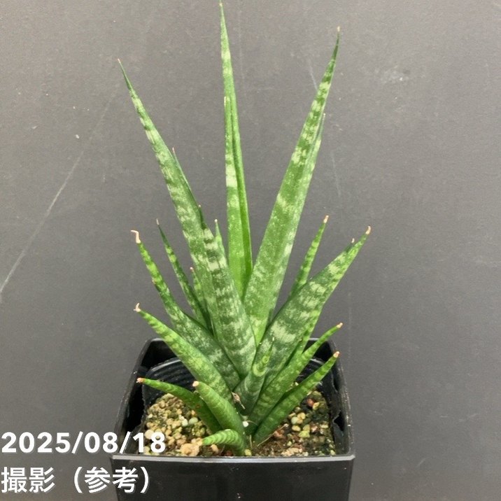 ボトル　インペリア　ザ・クイーン オールド＆レア】インペリアル[1998] 23年 リフィルバット クイーンズ