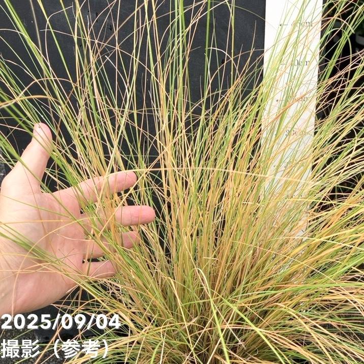 ミューレンベルギア レバコニー 7号ポット|草花04-PA