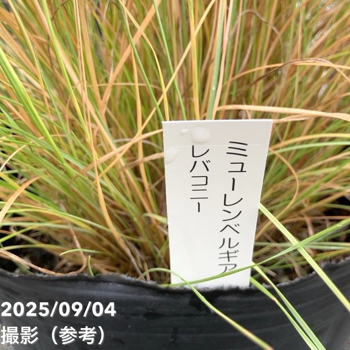 ミューレンベルギア レバコニー 7号ポット|草花04-PA