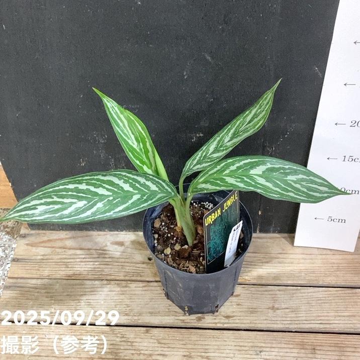 アグラオネマ ニティドゥム カーティシー Aglaonema nitidum var
