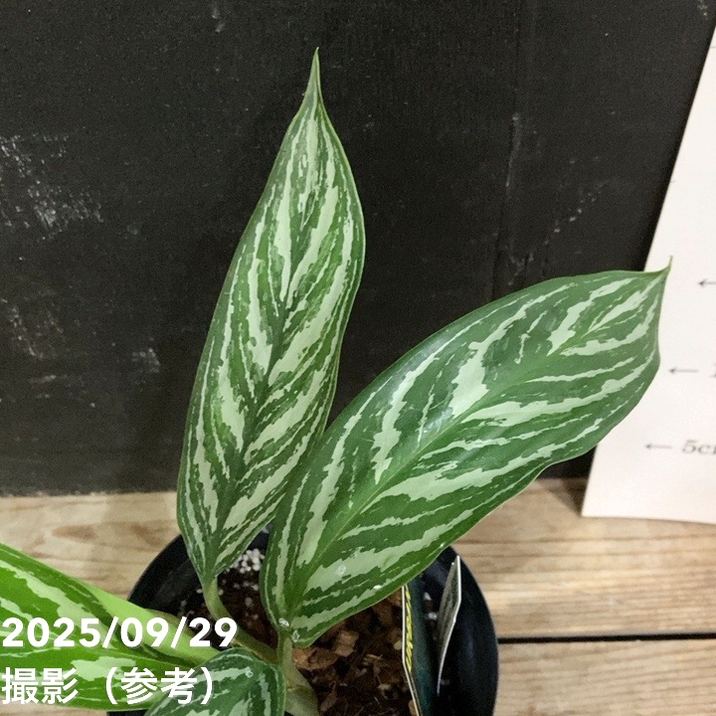 アグラオネマ ニティドゥム カーティシー Aglaonema nitidum var