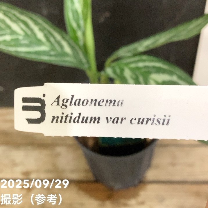 アグラオネマ ニティドゥム カーティシー Aglaonema nitidum var