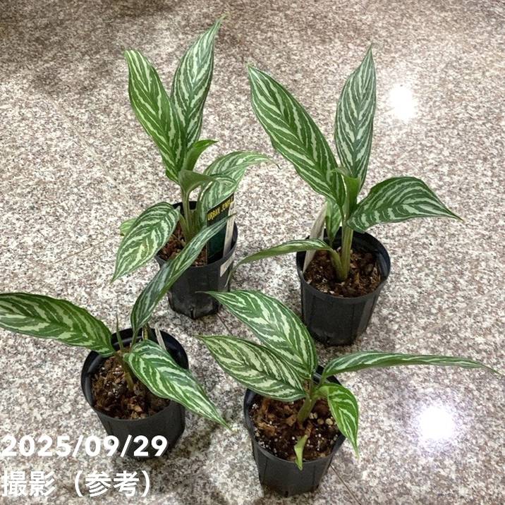 アグラオネマ ニティドゥム カーティシー Aglaonema nitidum var