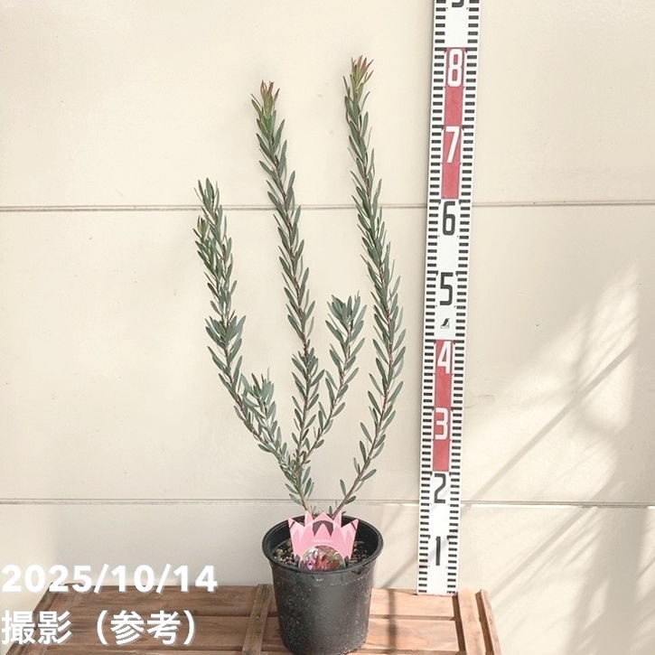 アラスカヒノキ　　グラウカ　ペンデュラ　接ぎ木苗 アラスカヒノキ グラウカ ペンデュラ 接ぎ木苗 ヒマラヤシーダー